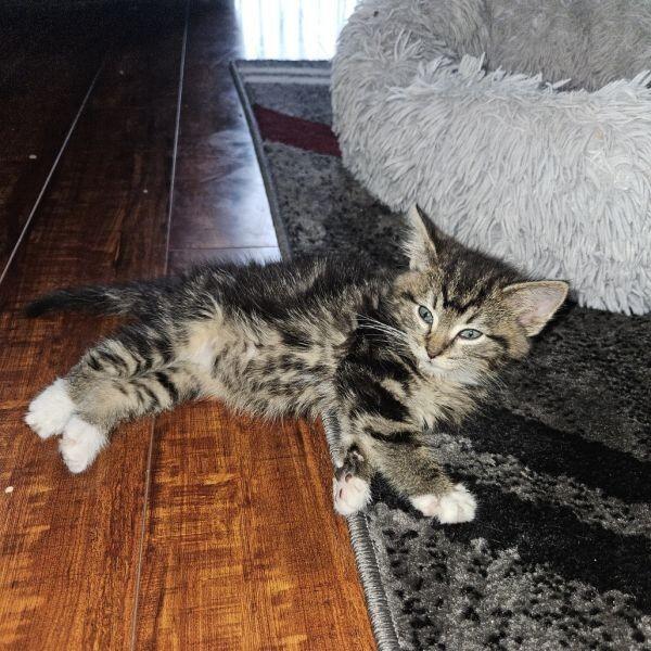 Columbia’s cutest kittens ready for new homes