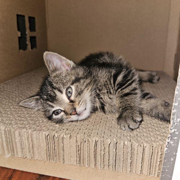 Columbia’s cutest kittens ready for new homes