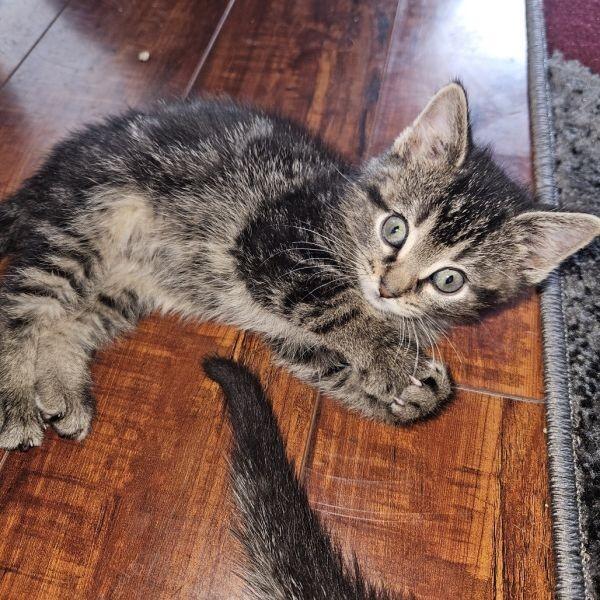 Columbia’s cutest kittens ready for new homes