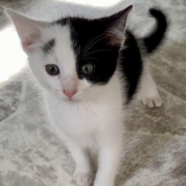 Columbia’s cutest kittens ready for new homes