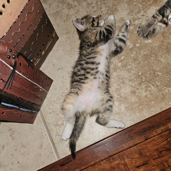 Columbia’s cutest kittens ready for new homes