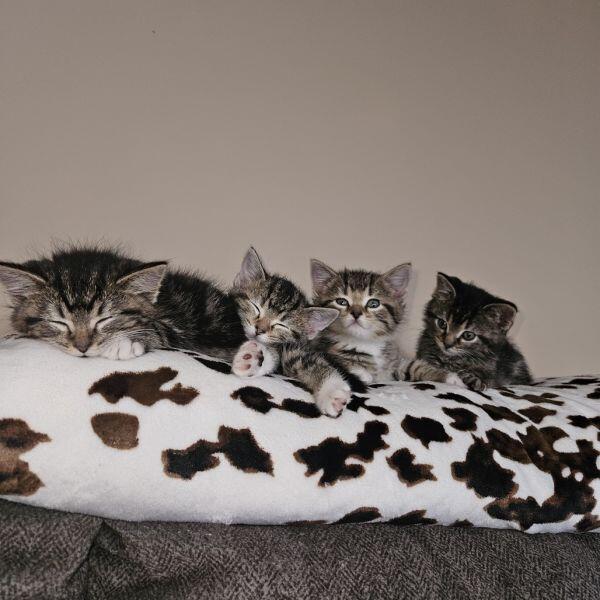 Columbia’s cutest kittens ready for new homes