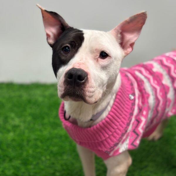 Columbia pups looking for a loving home