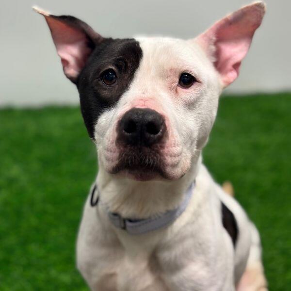 Columbia pups looking for a loving home