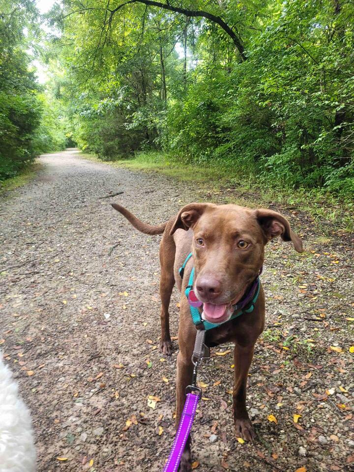 Columbia pups looking for a loving home