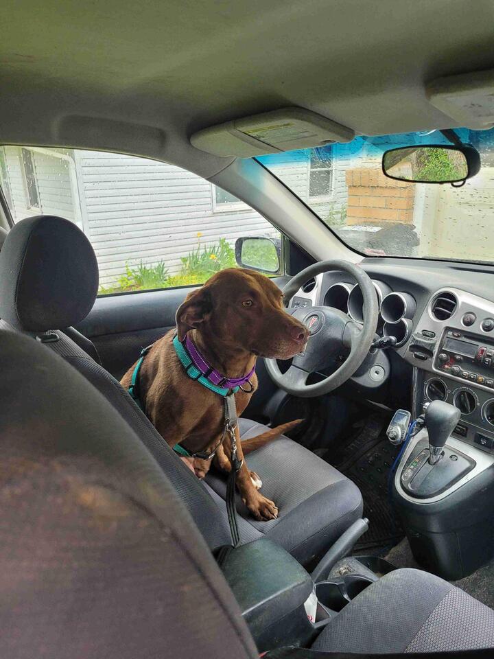 Columbia pups looking for a loving home