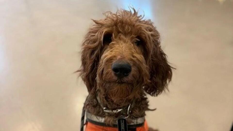 Columbus pups need a holiday break