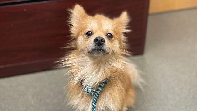 Columbus pups need a holiday break