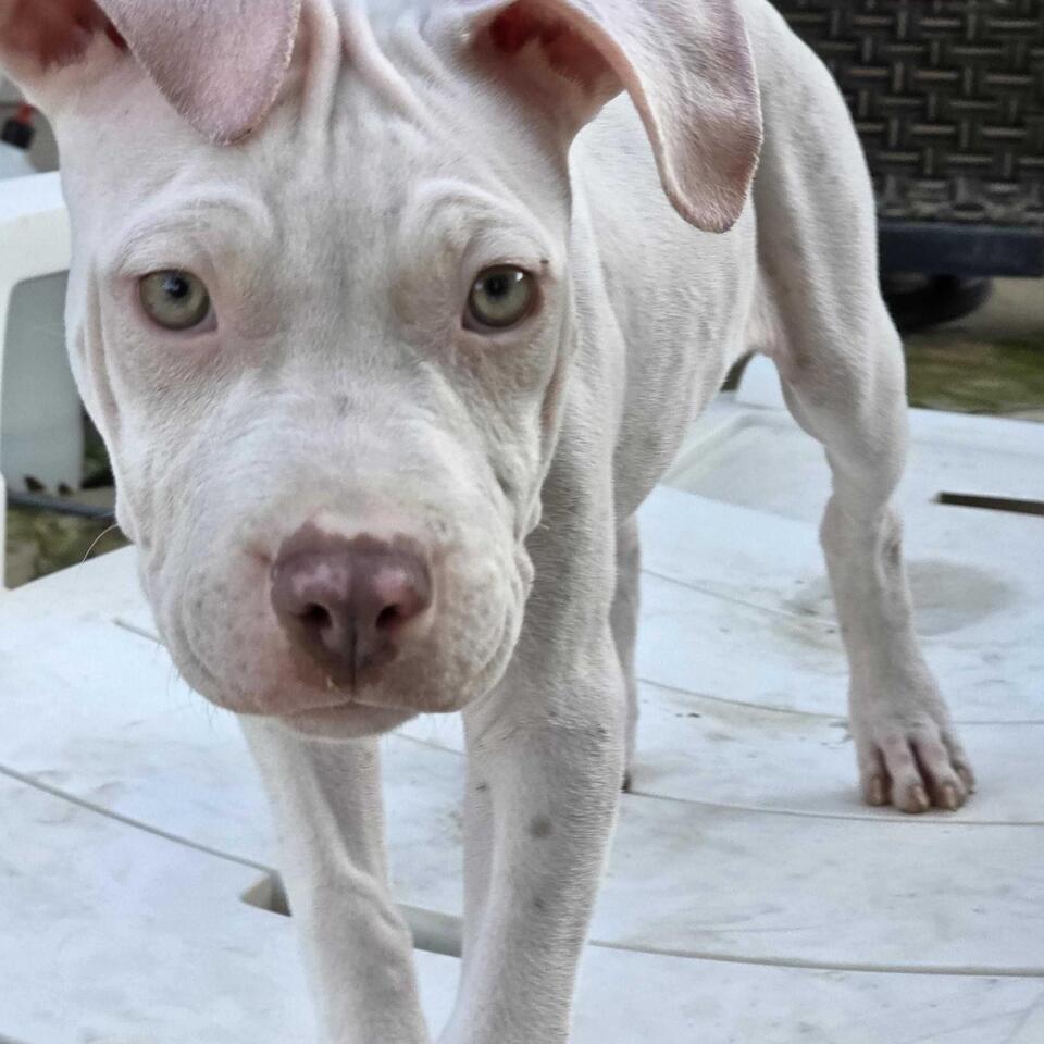 Dallas pups are ready for a loving home