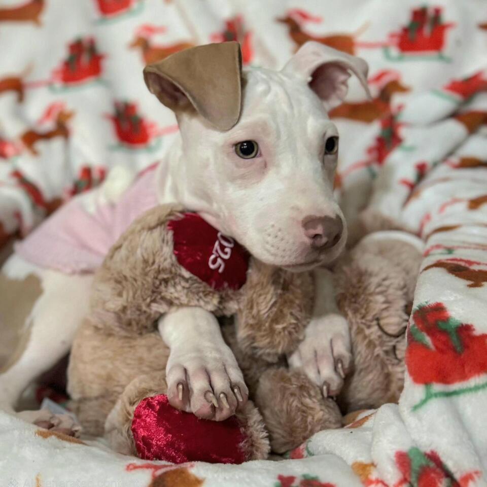 Dallas pups are ready for a loving home