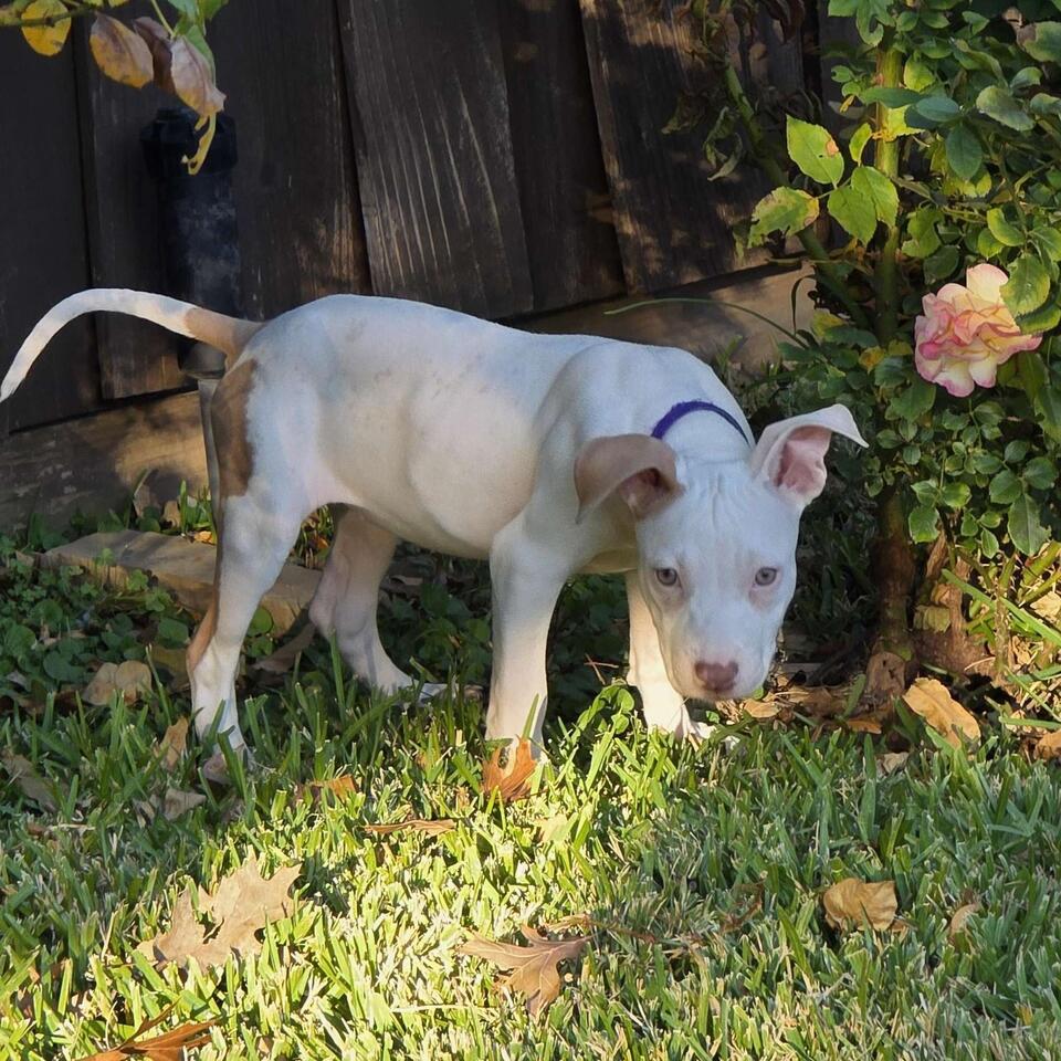 Dallas pups are ready for a loving home