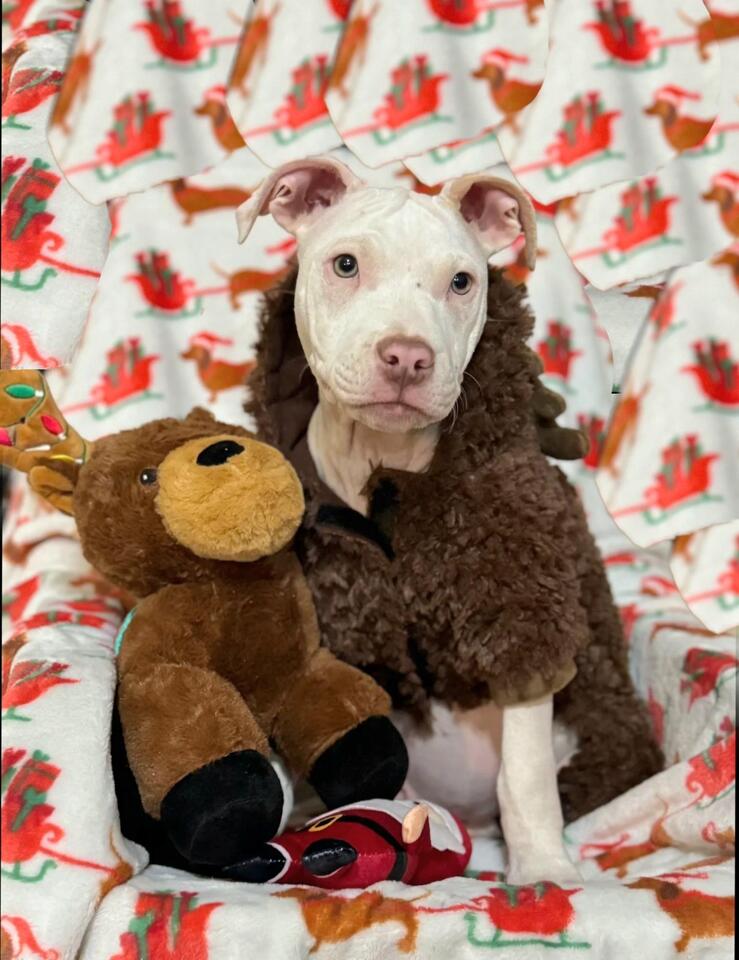 Dallas pups are ready for a loving home