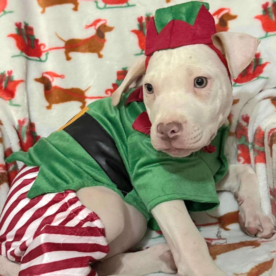 Dallas pups are ready for a loving home