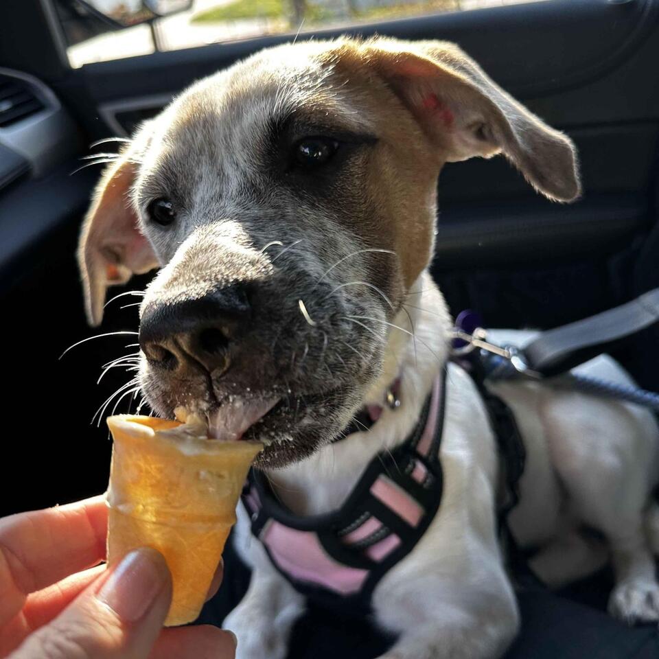 Dallas pups are ready for a loving home