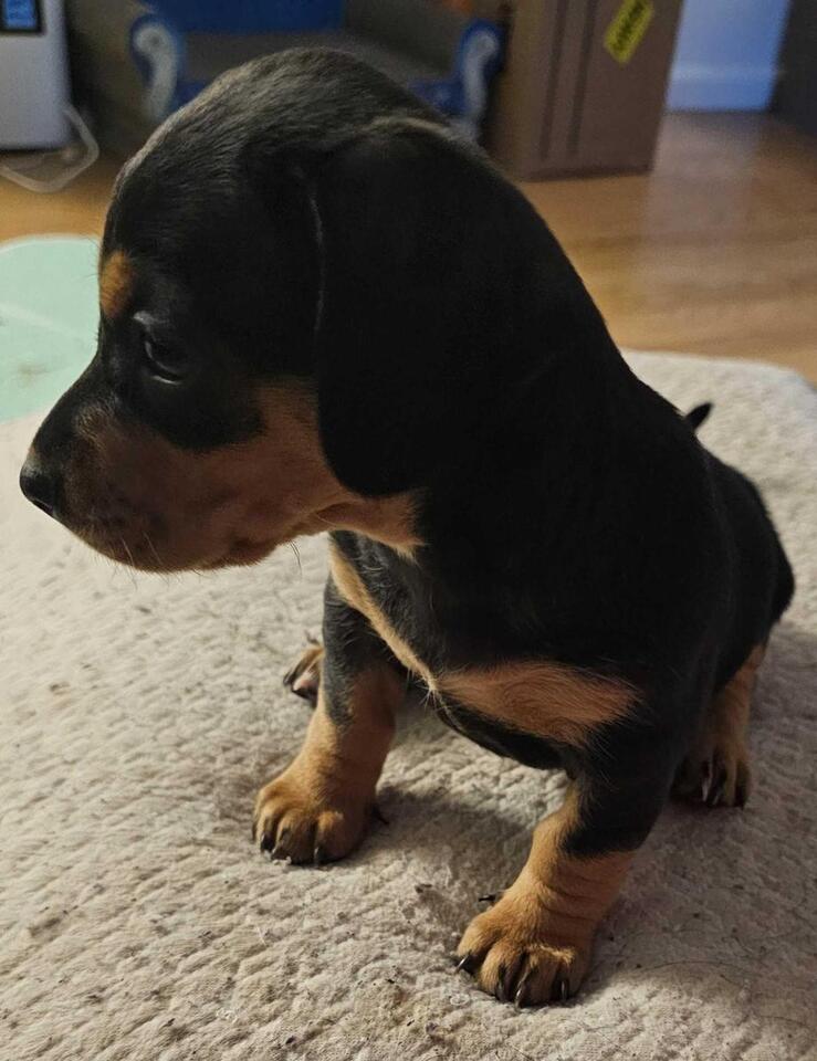 Denver pups ready for a new home!