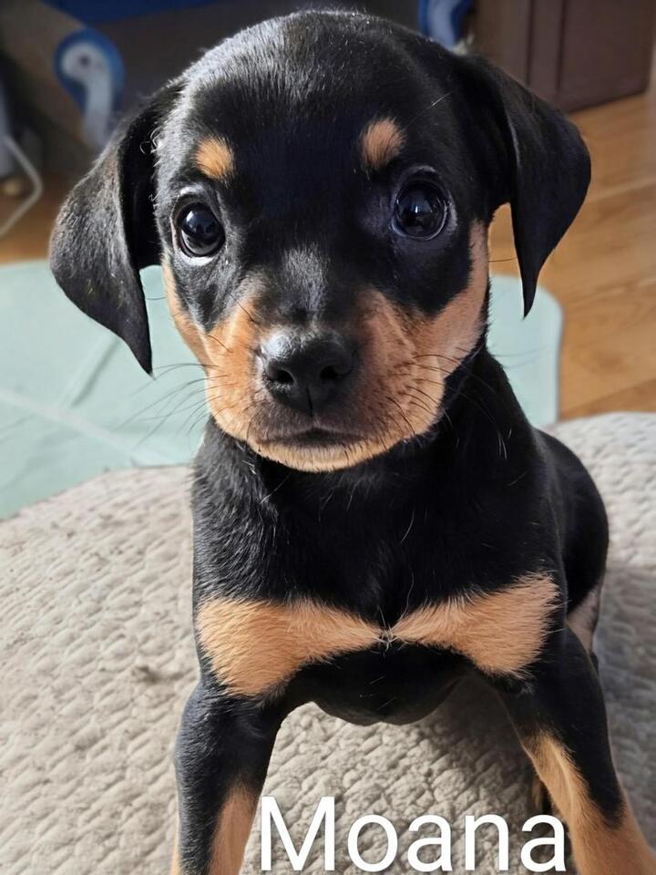 Denver pups ready for a new home!