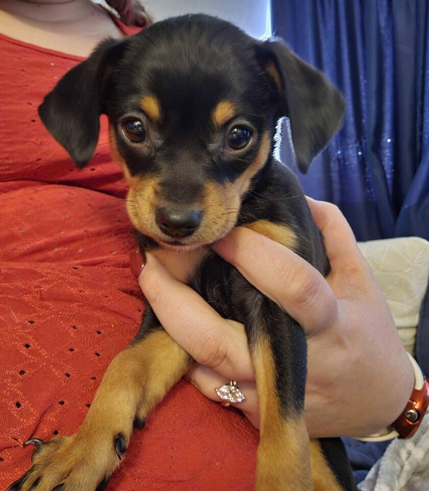 Denver pups ready for a new home!