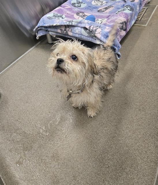 Denver pups ready for a new home!