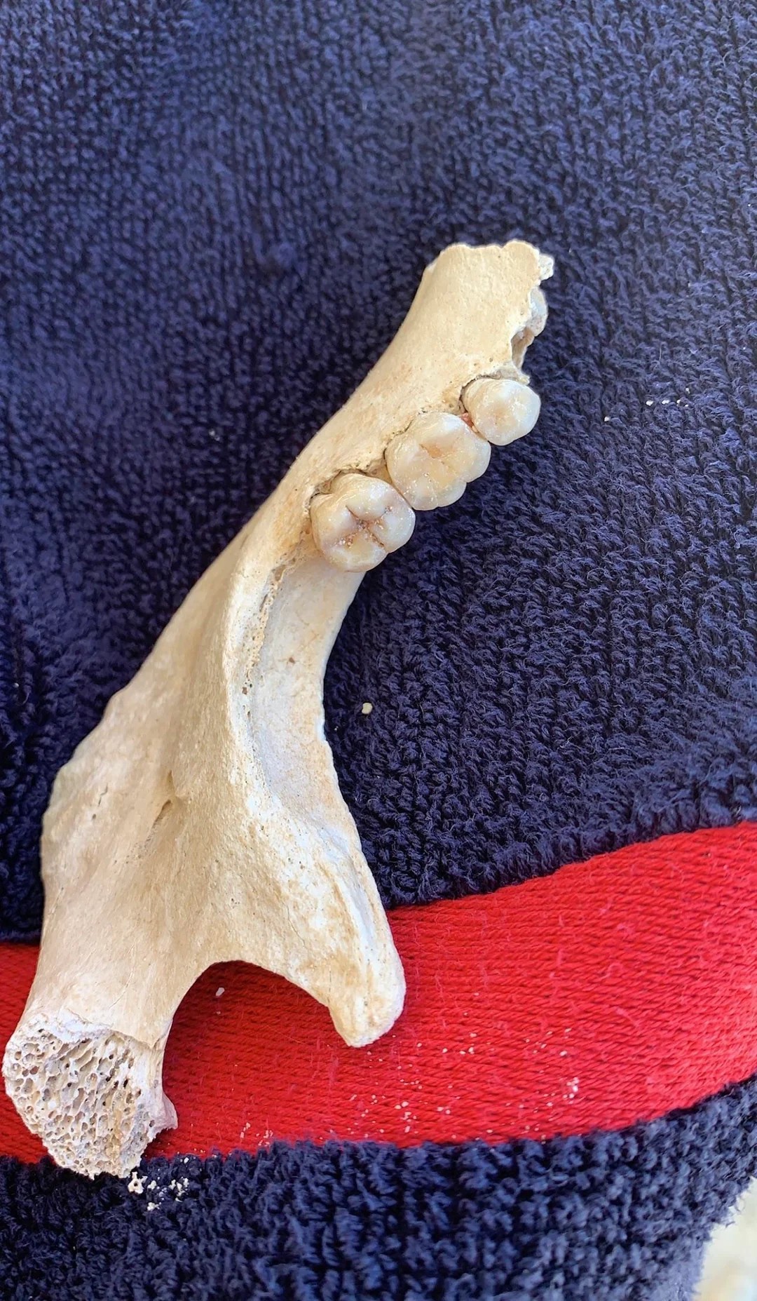 Found on a beach in Guadeloupe