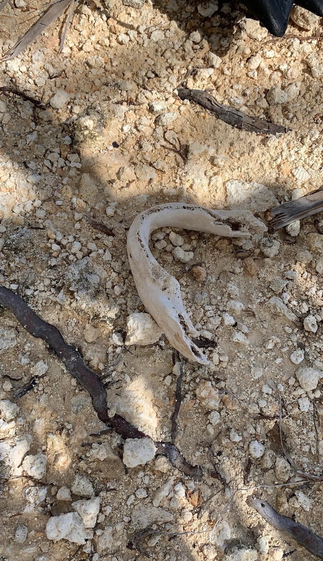Found on a beach in Guadeloupe