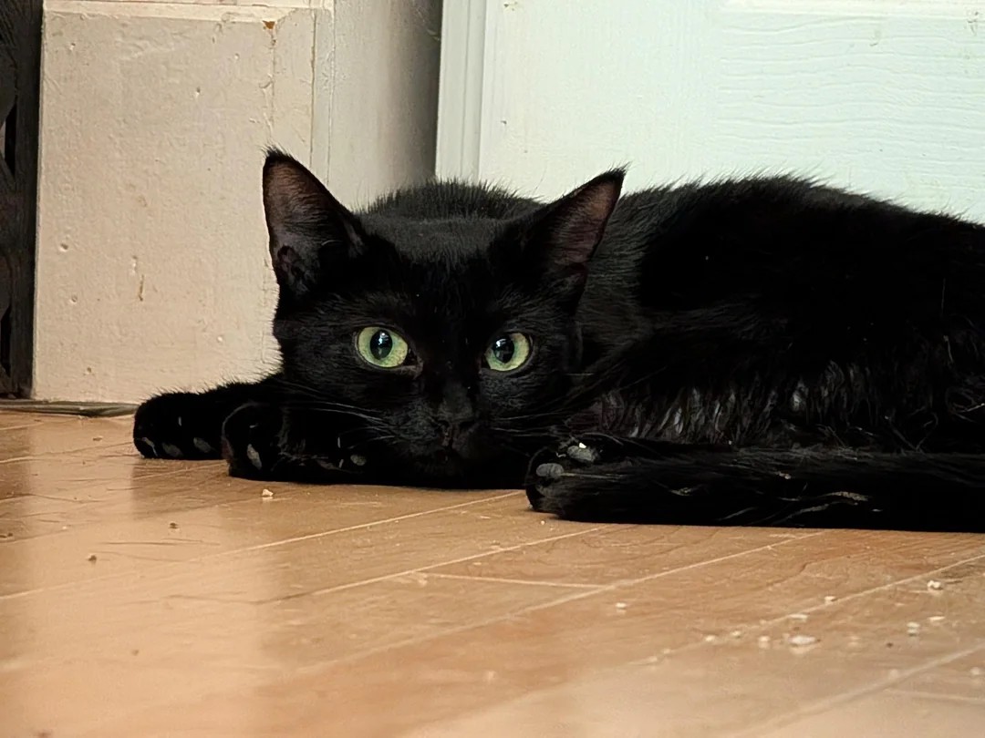 She was rescued from the streets with her one baby 她带着唯一的孩子从街头被救出