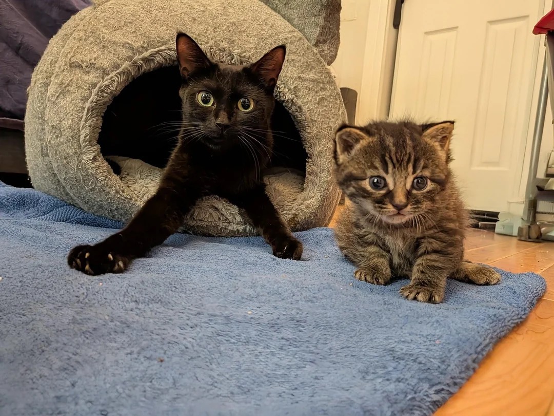 She was rescued from the streets with her one baby 她带着唯一的孩子从街头被救出