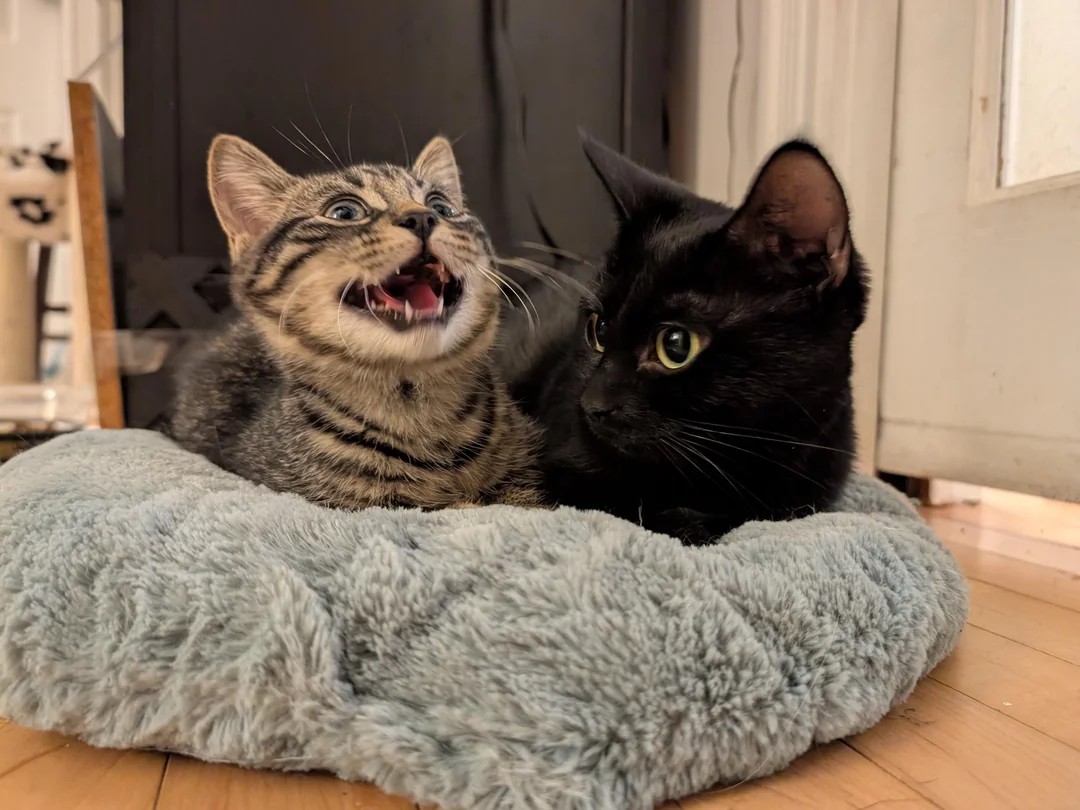 She was rescued from the streets with her one baby 她带着唯一的孩子从街头被救出