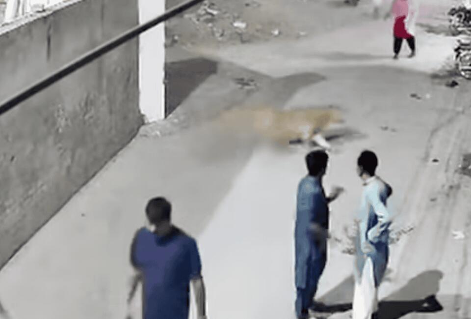 Lahore Lion Attack: Wild Pets Gone Wrong