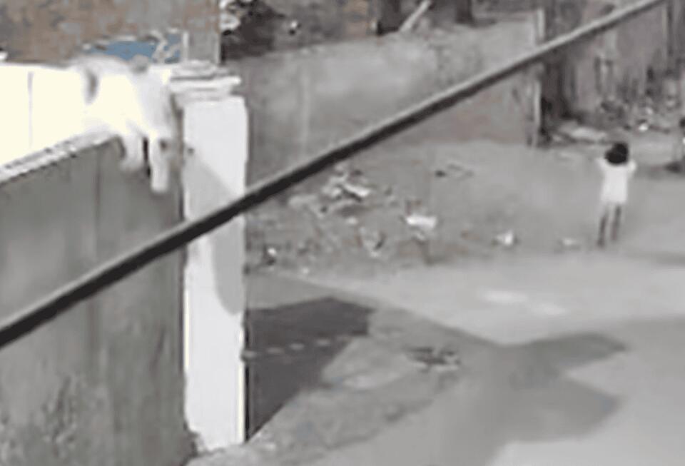 Lahore Lion Attack: Wild Pets Gone Wrong