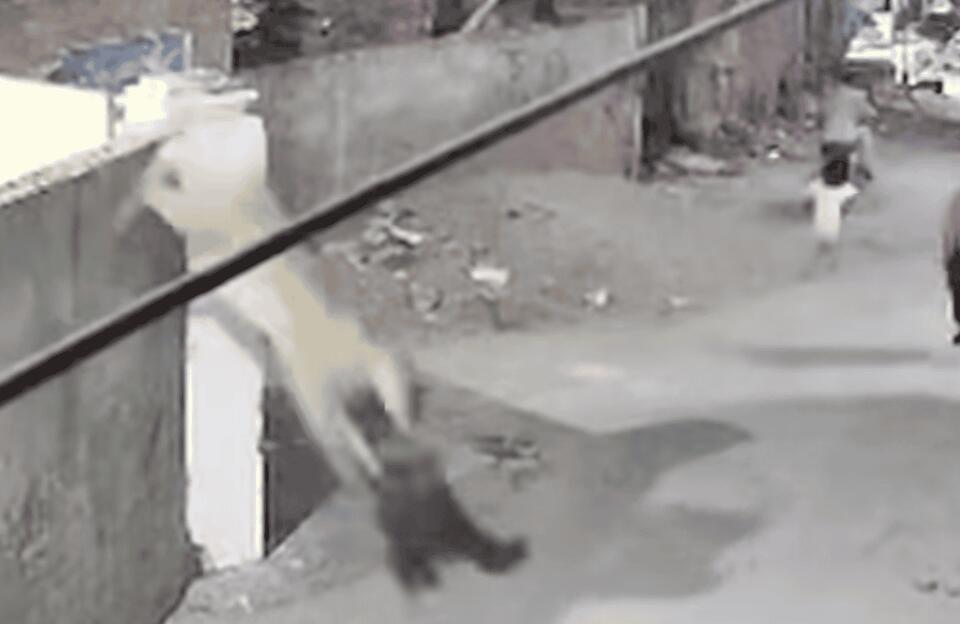 Lahore Lion Attack: Wild Pets Gone Wrong