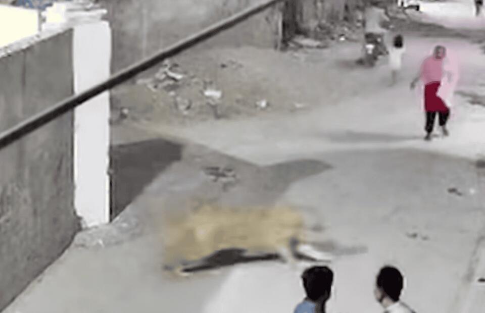 Lahore Lion Attack: Wild Pets Gone Wrong