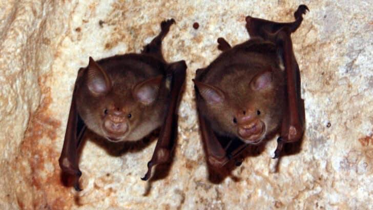 Giant Bat Spotted Off Oregon Coast?!