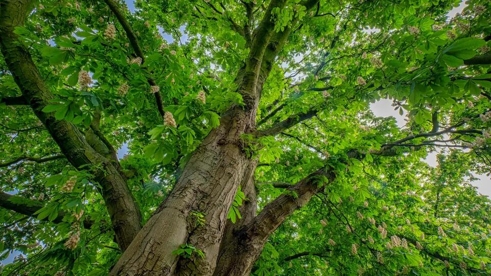 American chestnut trees make a comeback