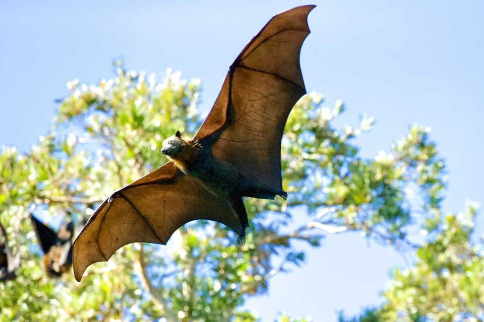 Giant Bat Spotted Off Oregon Coast?!