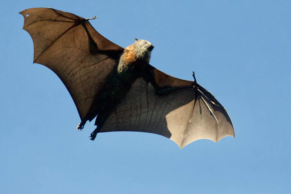 Giant Bat Spotted Off Oregon Coast?!