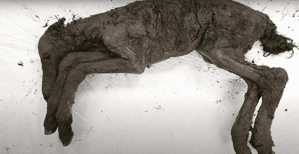 Ancient Horse Found Frozen in Time!