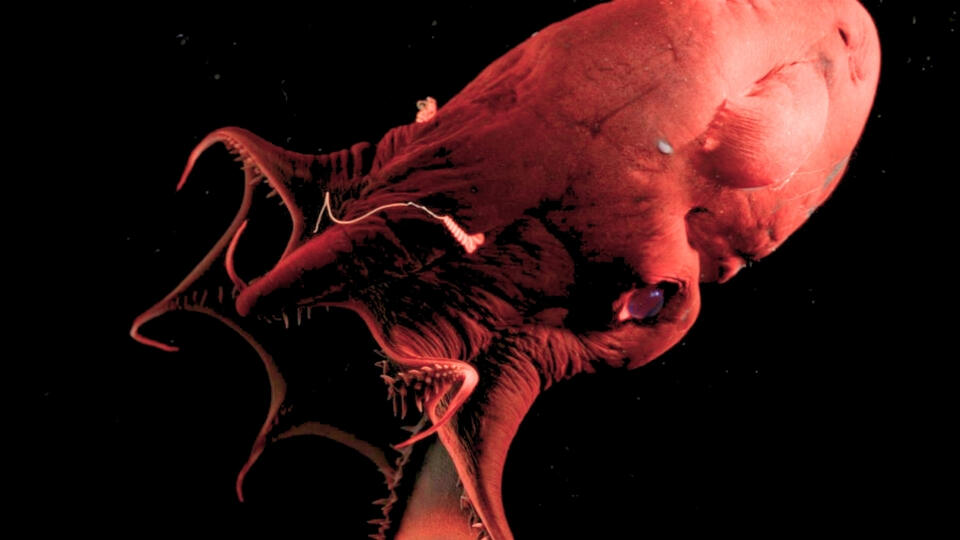 Vampire Squid’s DNA Is Wildly Massive