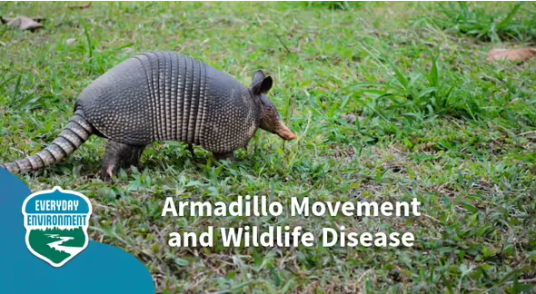 Armadillos are moving into Illinois!