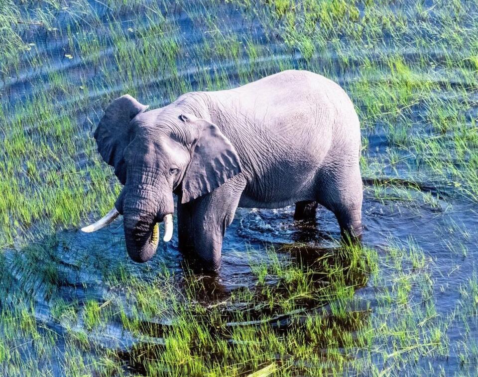 Drones: Elephants' Newest Observers?