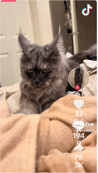 This Cat’s Got Serious Baking Skills