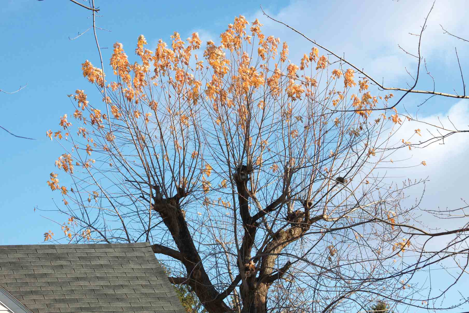 the pruning mistake that cost me a whole season — and how i fixed it