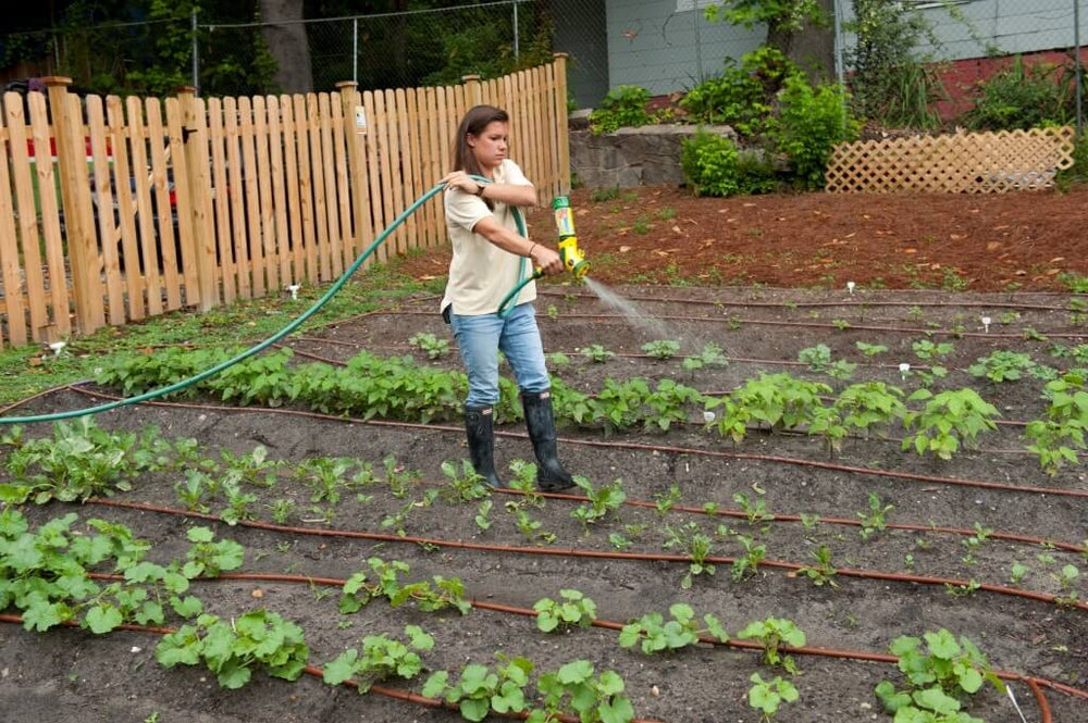 the $7 fertilizer that beats every name-brand product