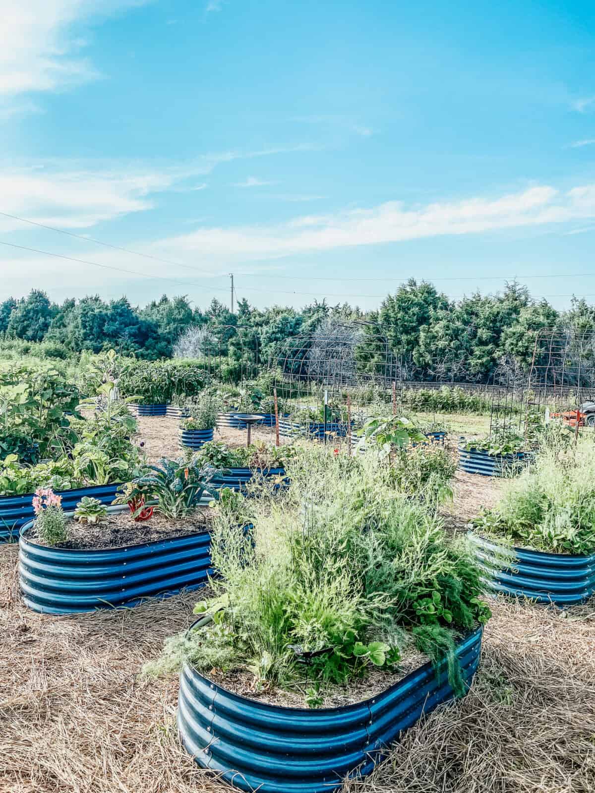 the trellis mistake most beginners make (and how i learned the hard way)