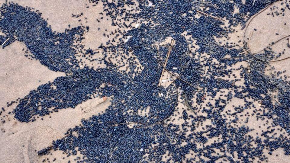 Would You Spot Plastic on Your Beach Walk?