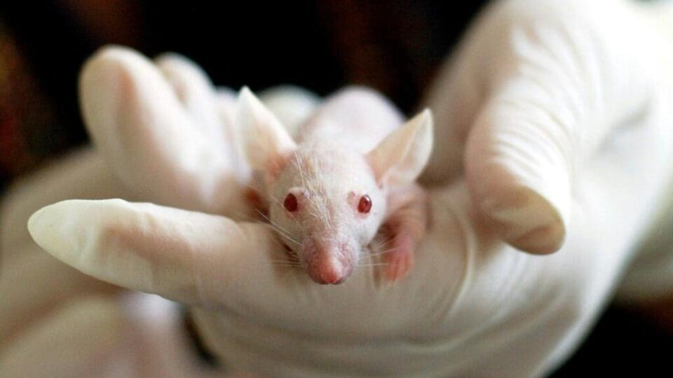 Old Drug Pulls Off Alzheimer’s Reversal in Mice?!