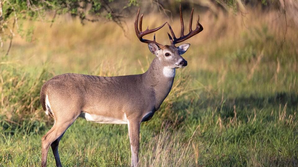 Why your evening deer hunts keep going cold