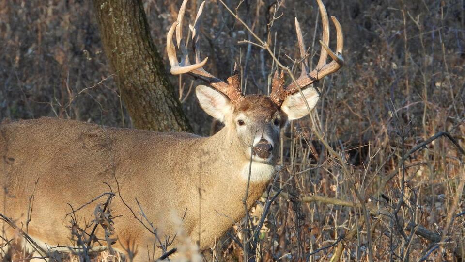 Why your evening deer hunts keep going cold
