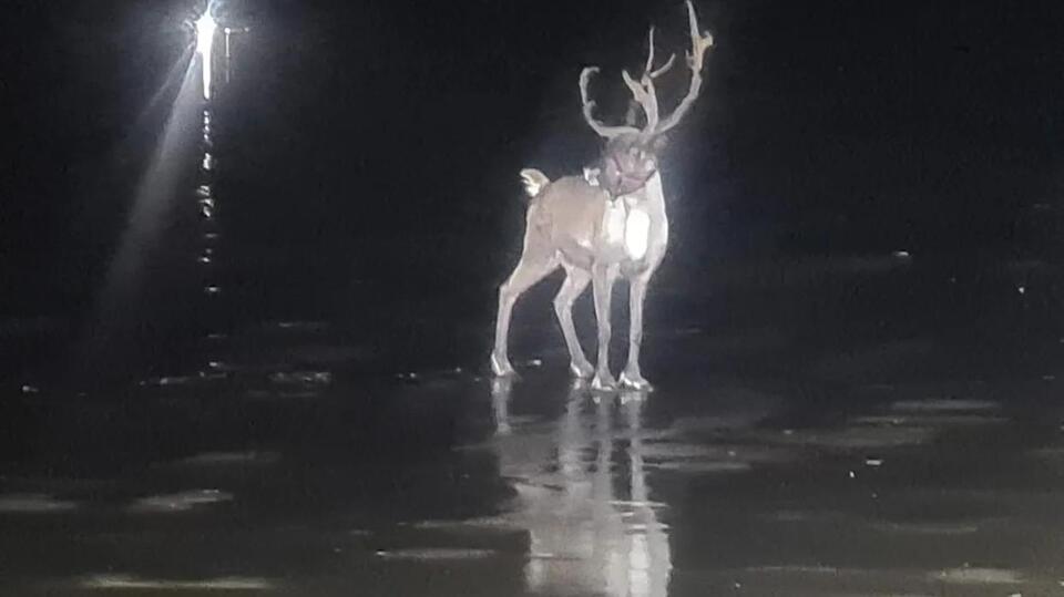 Formby’s wild reindeer rescue saves Christmas