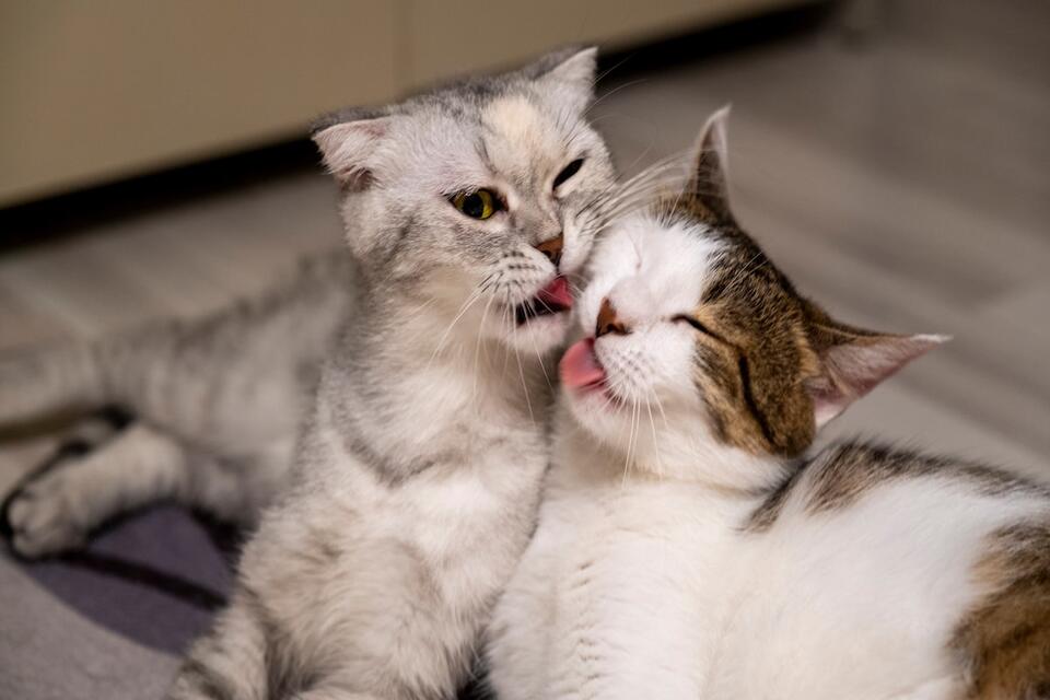 This cat found her perfect snuggle buddy