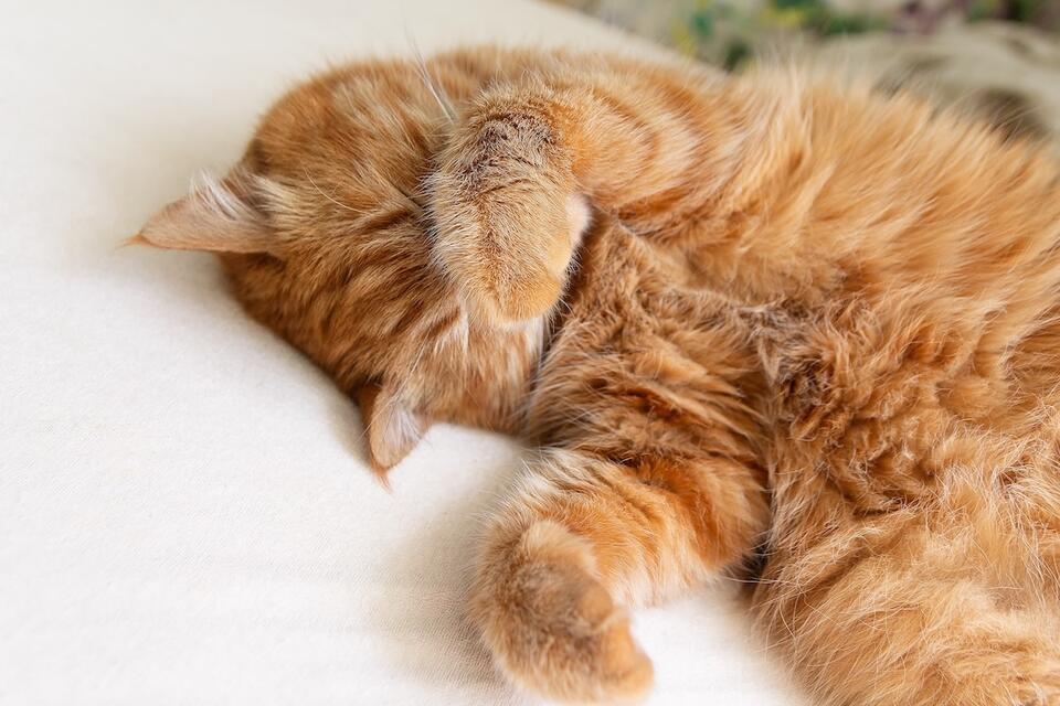 This cat found her perfect snuggle buddy